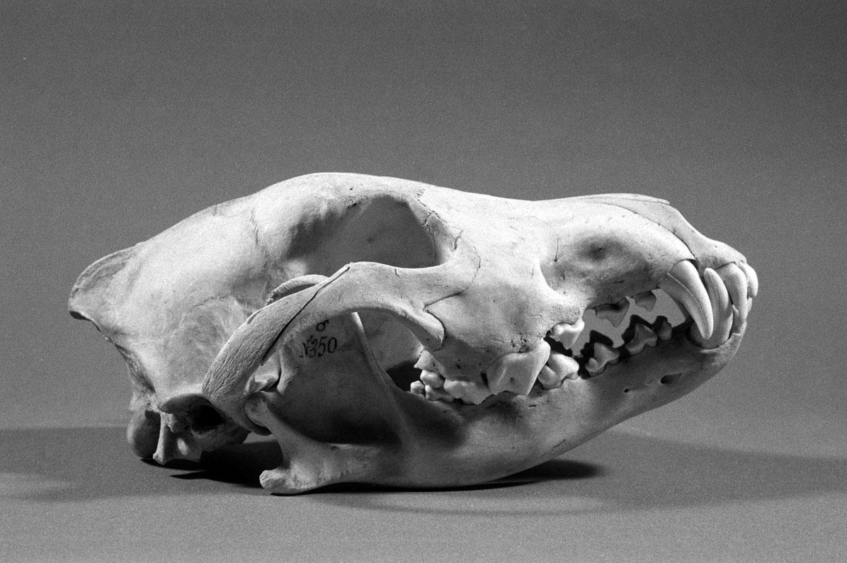 Cranio di lupo appenninico