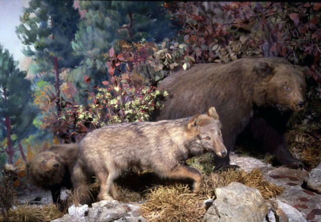 Diorama con lupo e orsi